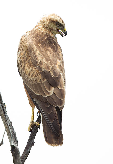 Steppe Buzzard